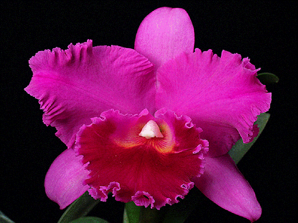 http://papillonbleuciel.cowblog.fr/images/11orchidee1.gif