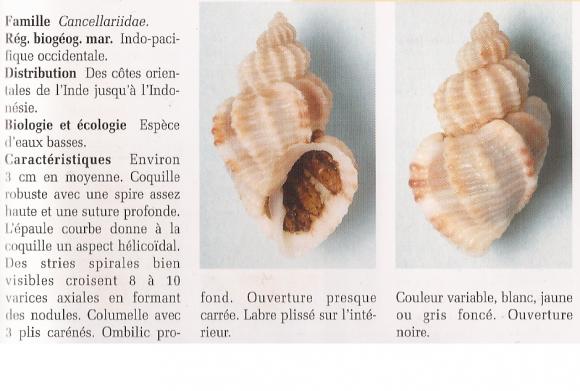 http://papillonbleuciel.cowblog.fr/images/46TRIGONOSTOMASCALARIFORMIS.jpg