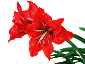 http://papillonbleuciel.cowblog.fr/images/amaryllis2.jpg