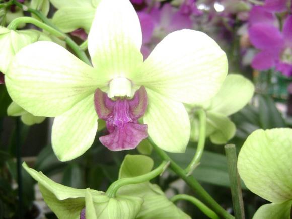 http://papillonbleuciel.cowblog.fr/images/orchideecimbydium1.jpg