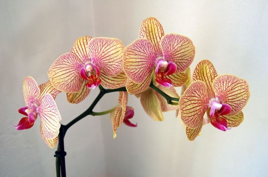 http://papillonbleuciel.cowblog.fr/images/orchideephalaenopsis2425501.jpg