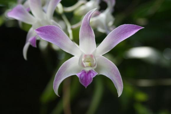 http://papillonbleuciel.cowblog.fr/images/orchideevanuatu1.jpg